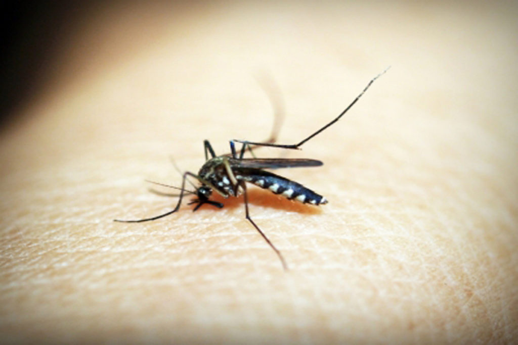 DENGUE UN MAL MORTEL