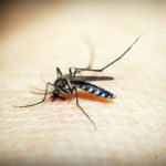 la dengue