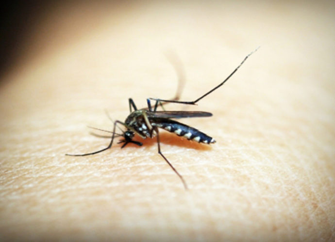 la dengue