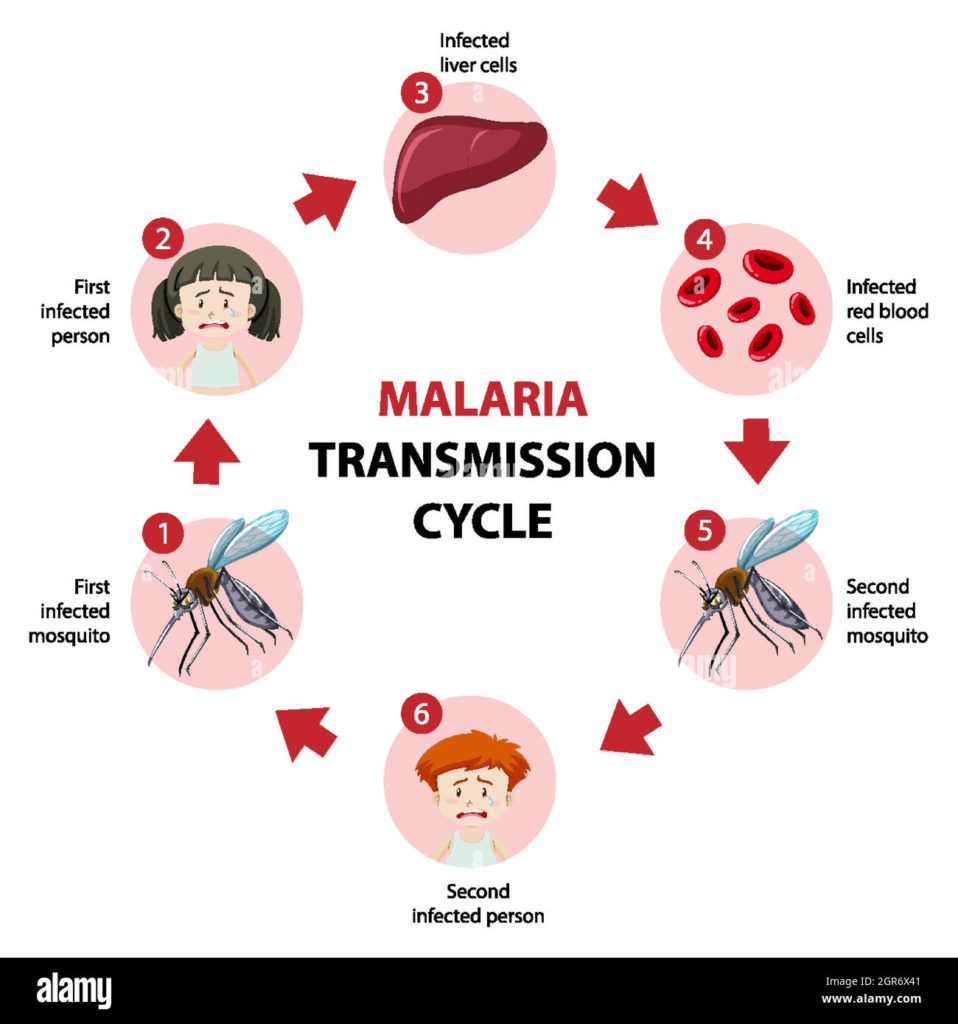Malaria ou le paludisme