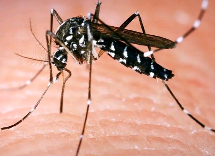 une moustique tigre qui peut causer la maladie de la dengue