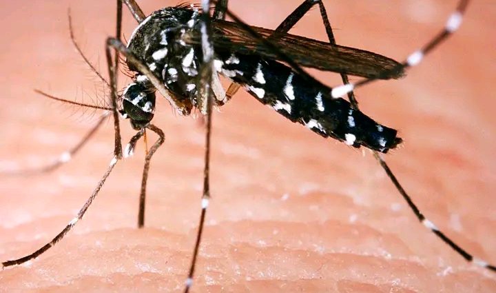 une moustique tigre qui peut causer la maladie de la dengue