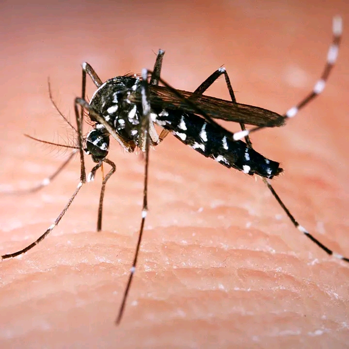La dengue, une maladie mortelle au BURKINA FASO